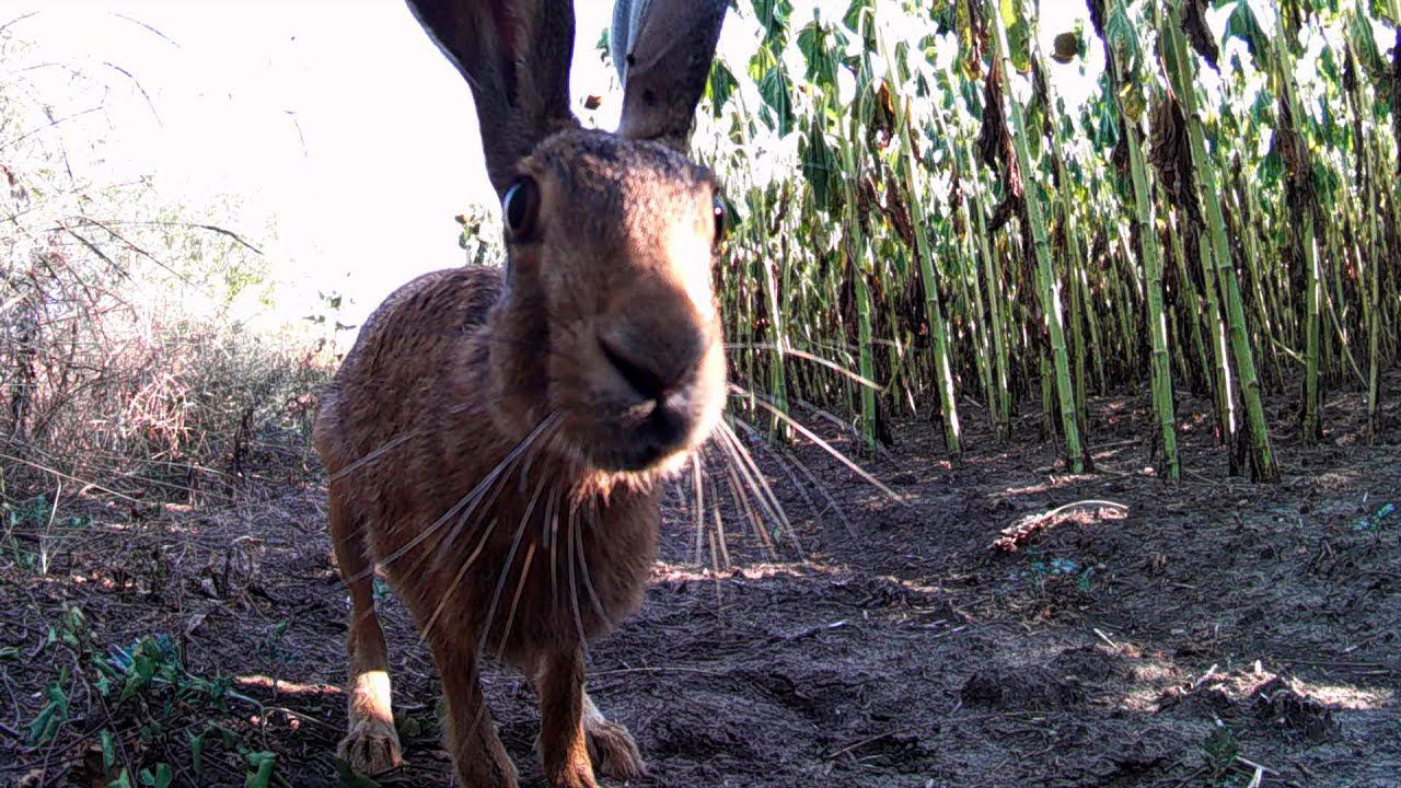Заяц обнюхивает фотоловушку смотреть онлайн