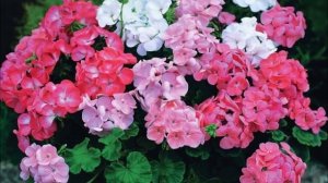 Рустам Сарваров.  Ин матур жырлары.