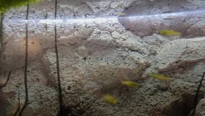 Ириатерина Вернера – рыбка с ажурными плавниками