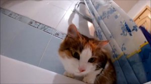 Кошка знакомится с экшн камерой / Cat sniffs action camera