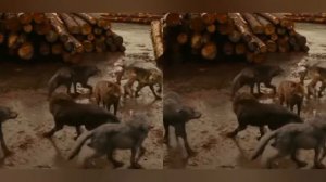/клип/ волки. Фильм сумерки ~демон