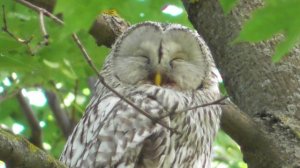 Сова. Длиннохвостая неясыть спит ( Strix uralensis )