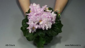 фиалка АВ-Ольга