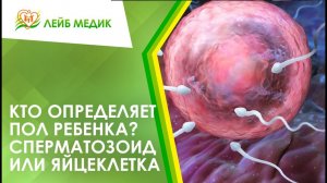 ♀♂ Кто определяет пол ребенка_ Сперматозоид или яйцеклетка