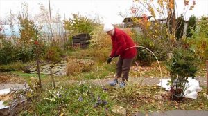 ЗИМНЕЕ УКРЫТИЕ ДЛЯ РОЗ И КУСТАРНИКОВ защищаем растения от морозов