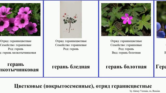 Цветковые (покрытосеменные), отряд гераниецветные герань angiosperms Аистник луговой великолепная смотреть онлайн