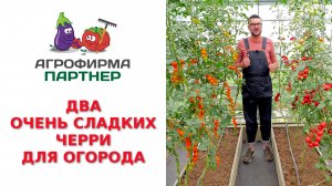 ДВА ОЧЕНЬ СЛАДКИХ ЧЕРРИ ДЛЯ ОГОРОДА