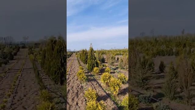 Туя західна Холмструп / Thuja occidentalis Holmstrup / Туя западная Холмструп / УКРАЇНА смотреть онлайн