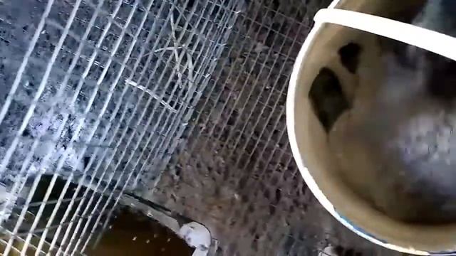 Вес кроликов полтавское серебро в 3 месяца смотреть онлайн