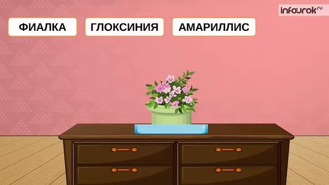 Комнатные растения смотреть онлайн