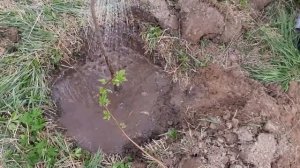 Сажаем яблони полученные в результате воздушных отводков.