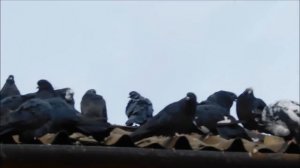 Николаевские голуби .Крым .Новый свет 2017