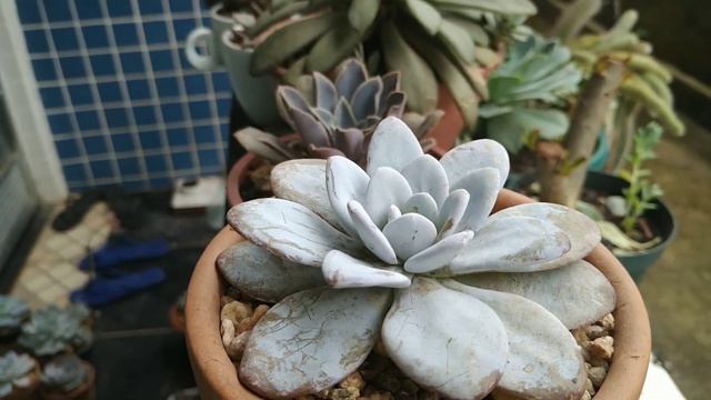 Echeveria Lauii смотреть онлайн