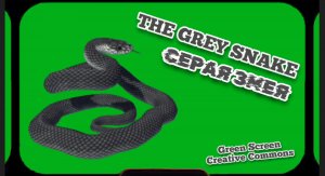 Серая змея видео Green Screen футаж .Хромакей анимация на зелёном фоне.