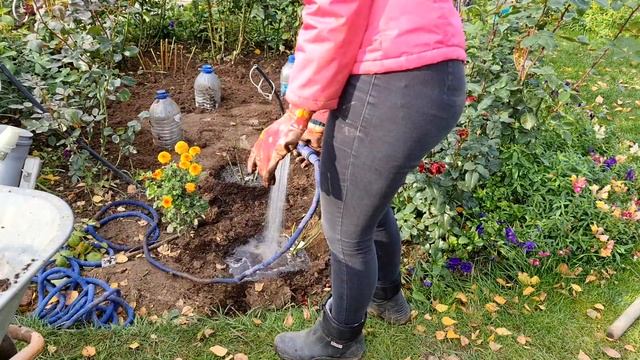 ВРЕМЯ САЖАТЬ РОЗЫ! Поторопитесь, БЫСТРЕЕ ПРИЖИВУТСЯ! Посадка роз ОСЕНЬЮ! смотреть онлайн