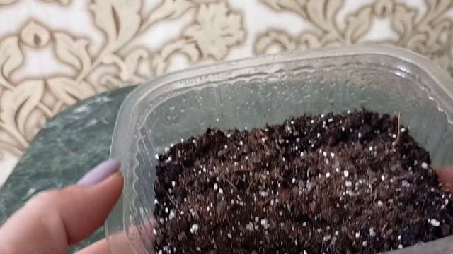 Цикламен из семян. Как посеять семена цикламена