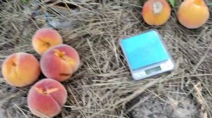 Персик Вайн Голд Т3