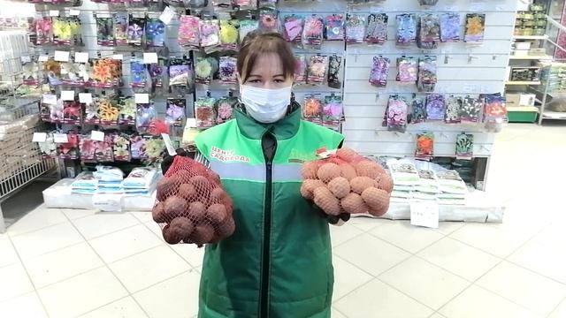 ЛУЧШИЕ СОРТА КАРТОФЕЛЯ 2023 ГОДА! СЕМЕННОЙ КАРТОФЕЛЬ КОТОРЫЙ СТОИТ КУПИТЬ