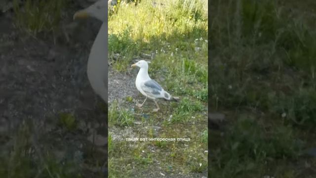 Звезда Чукотки: Баклан 🐤  и его крикливые выходки.