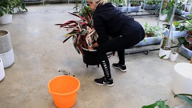 Repotting with Music | Dividing a giant Stromanthe Triostar! смотреть онлайн