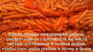 Когда нужно поливать морковь соленой водой? Август-сентябрь