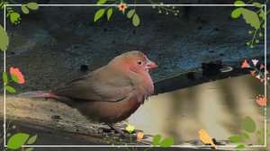 African Firefinch facts 🦜 Dark Firefinch 🦜 Blue-billed Firefinch 🦜 found in all parts of Africa