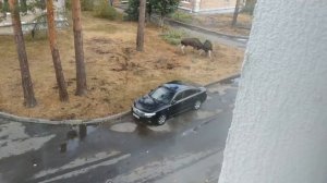 Поединок лосей в городе-ЗАТО Заречный, Пензенская обл. 25.09.2018