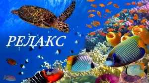 Фантастический Подводный Мир Океана - 5 часов релаксации.