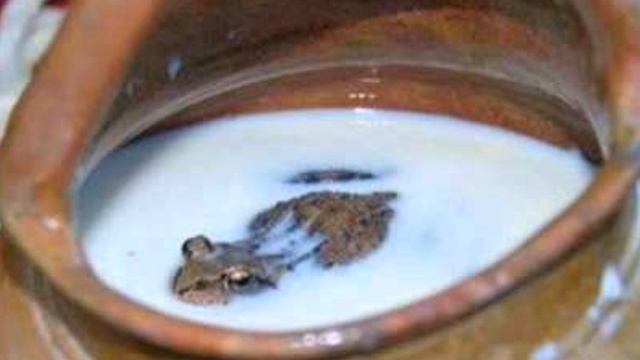 Лягушку варят постепенно