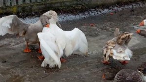 #гусиные бои #Горьковскийвделе