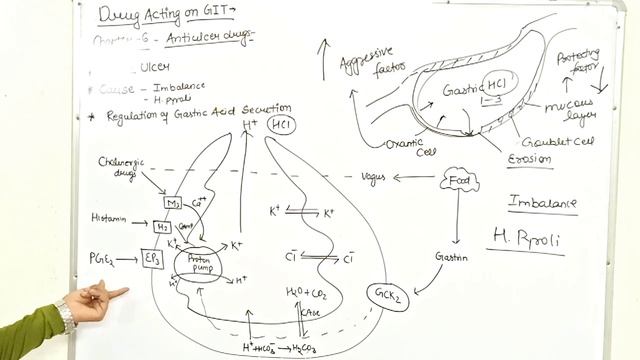 Anti-Ulcer Drugs , Regulation of Acid Secretion & Classification | L-6 Unit-1 Pharmacology-III 6th смотреть онлайн