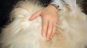 Ангорский кролик: стрижка, вычесывание или ручной ощип? / A rabbit grooming