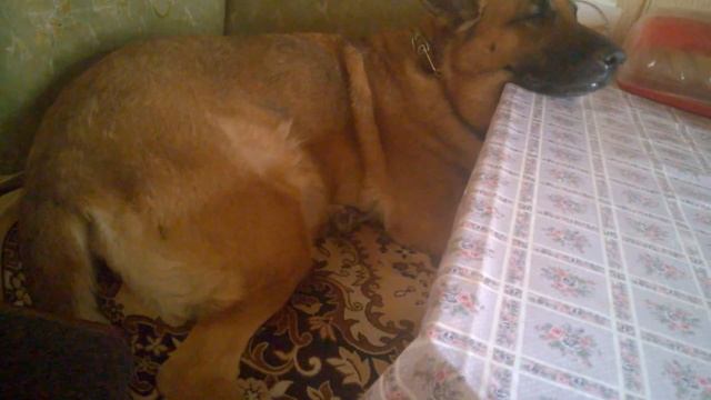 Смешно спящая собака! 2015.05.14 смотреть онлайн