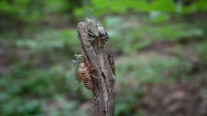 Горная цикада  Cicadetta montana Саратов, природный парк "Кумысная поляна" 08.07.2023
