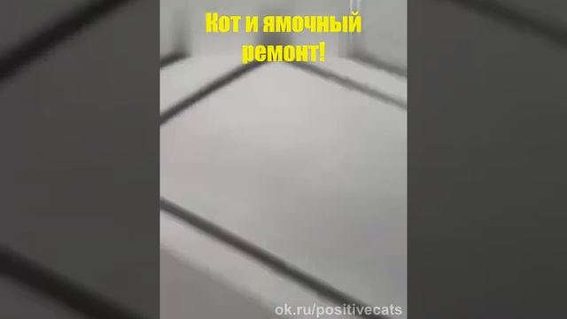 Кот и ямочный ремонт смотреть онлайн