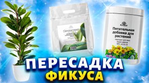 Ложка этой подкормки и любой цветок снова зазеленеет и пышно зацветет. Как я пересаживаю фикусы.