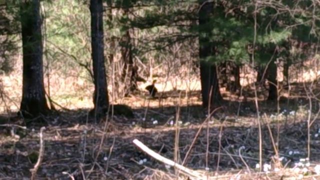 Капалуха "токует" смотреть онлайн