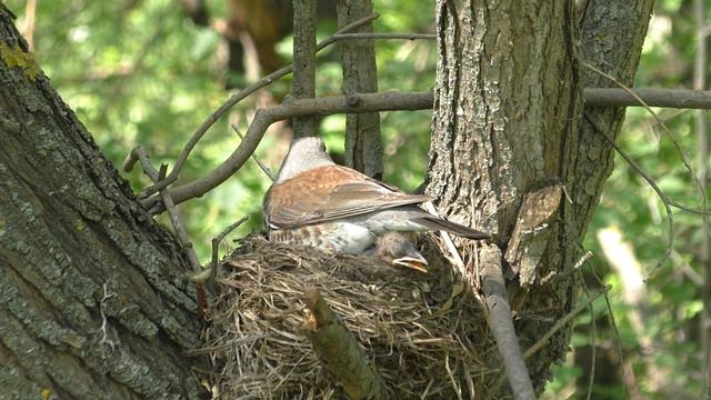 Рябинник 160416 7 у реки 160510 Panas770 из палатки 14 смотреть онлайн
