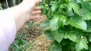 Титания черная смородина