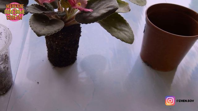 Старая Фиалка Снова Пышно Зацвела После Чудо-Омоложения! смотреть онлайн