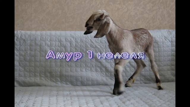 козлята Джон-Наоми 1 неделя смотреть онлайн