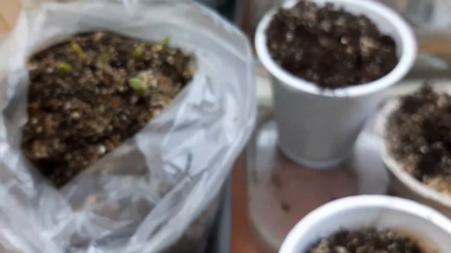Рассада картофеля