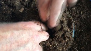 #5 Начало цветения платикодона | Как вырастить платикодон из семян | 2021 год