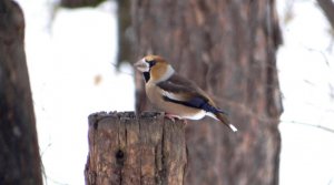 Дубонос  ( Coccothraustes coccothraustes )