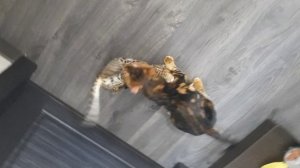 Мраморный бенгал и гибрид Ф1 от АЛК!