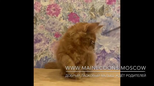 №2630М кот Мейн-кун красный солид (d) 3 месяца смотреть онлайн