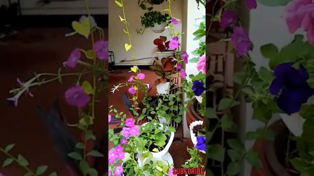 ഒരടിപൊളി ഗാർഡൻ കണ്ടാലോ .petunia and   waterfall. смотреть онлайн