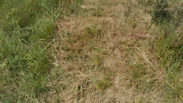 Quercus suber young trees / mlada drevesa смотреть онлайн