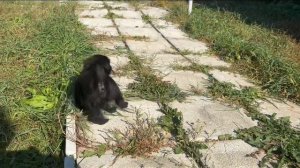 Гриффончик Хрустальная мечта Опиум 7.08.24 рождения