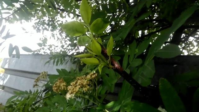 ⚫Результат прививки груши на рябину / Часть 2 / Обзор прививок груши спустя 2 месяца смотреть онлайн